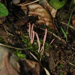 Clavaria rosea