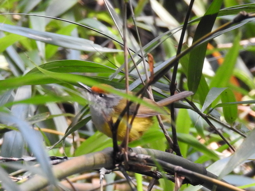 Phyllergates cucullatus