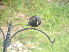 Sturnus vulgaris