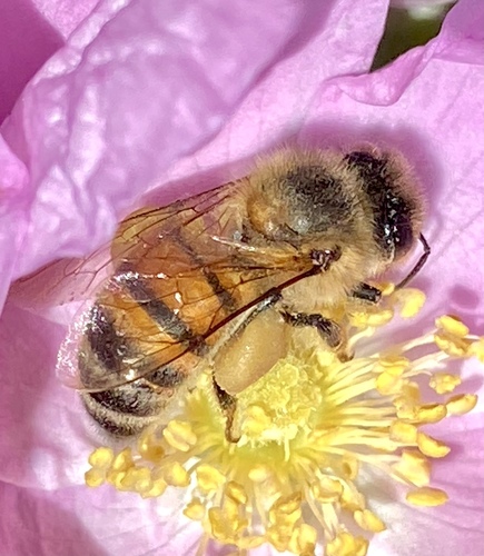 iNaturalist observation photo of Western Honey Bee