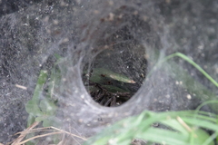 Sosippus mimus