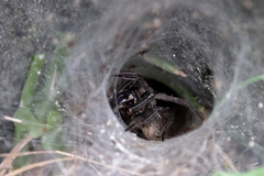 Sosippus mimus