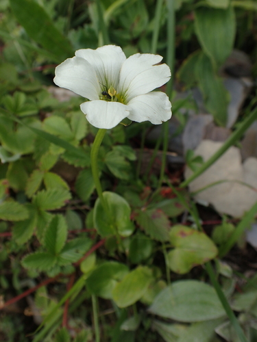 Parnassia brevistyla