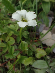 Étienne Léveillé-Bourret, CC BY, iNaturalist via GBIF Parnassia delavayi, photograph Étienne Léveillé-Bourret, CC BY, iNaturalist via GBIF