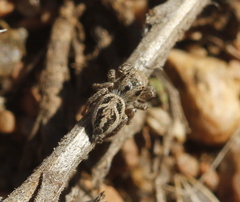 Habronattus cuspidatus