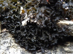 Lathagrium cristatum