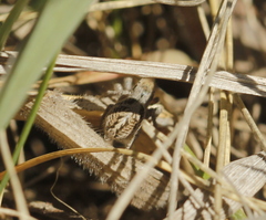 Habronattus cuspidatus