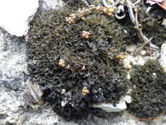 Lathagrium cristatum