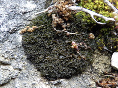 Lathagrium cristatum