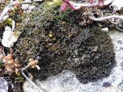 Lathagrium cristatum