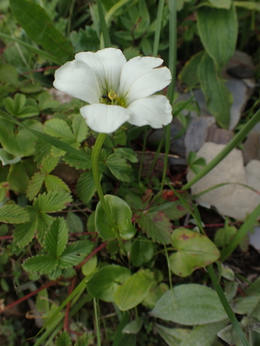 Image of Parnassia Brevistyla (Parnassia brevistyla) by (c) Étienne Léveillé-Bourret, some rights reserved (CC BY)