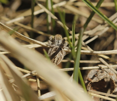Habronattus cuspidatus