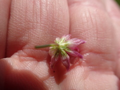 Trifolium hydrophilum