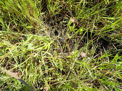 Trifolium hydrophilum