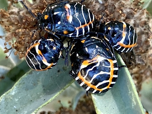 iNaturalist observation photo of Harlequin Bug