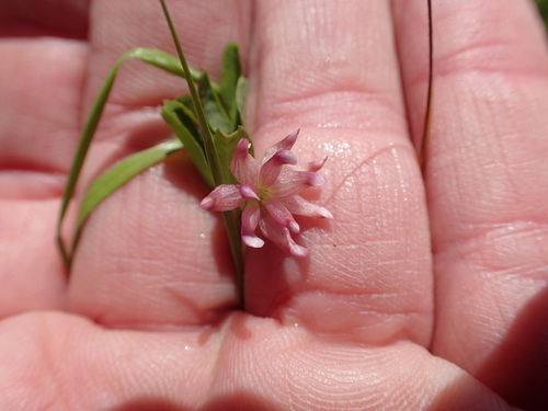 Image of Trifolium hydrophilum by no rights reserved