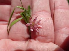Trifolium hydrophilum