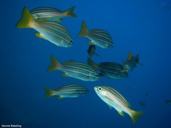 Parapristipoma octolineatum