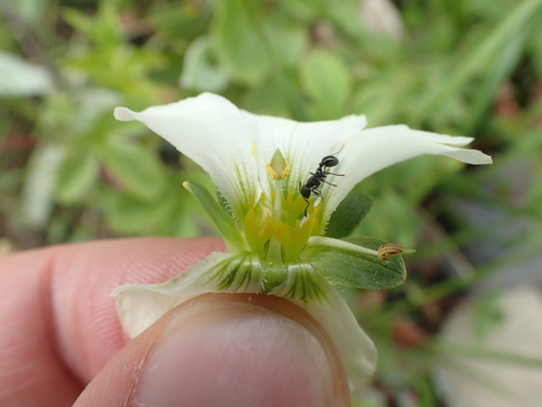 Image of Parnassia Brevistyla (Parnassia brevistyla) by (c) Étienne Léveillé-Bourret, some rights reserved (CC BY)