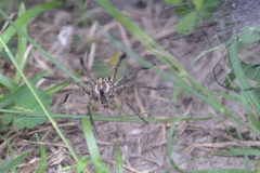 Sosippus mimus
