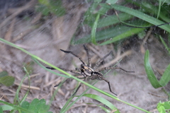 Sosippus mimus