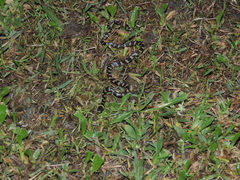 Oxyrhopus clathratus