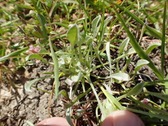 Hesperevax caulescens
