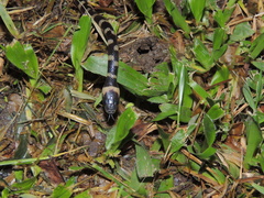 Oxyrhopus clathratus