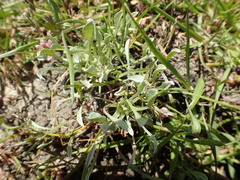 Hesperevax caulescens