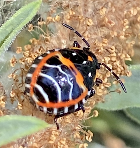 iNaturalist observation photo of Harlequin Bug