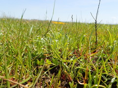 Hesperevax caulescens