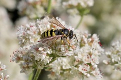 Bicyrtes capnopterus