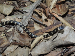 Oxyrhopus clathratus