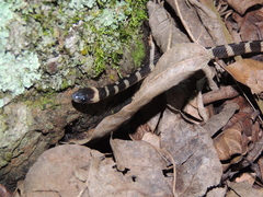 Oxyrhopus clathratus