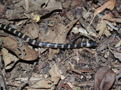Oxyrhopus clathratus