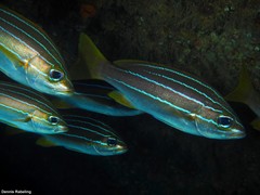 Parapristipoma octolineatum