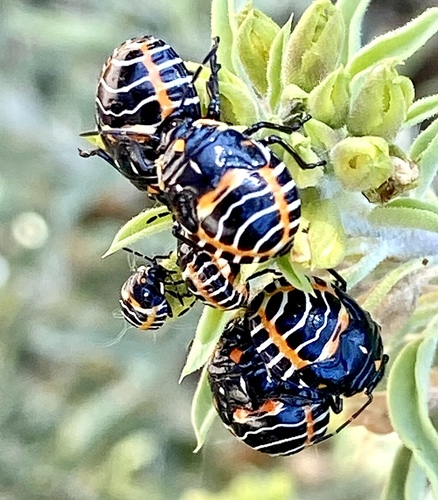 iNaturalist observation photo of Harlequin Bug