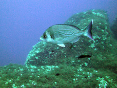 Spondyliosoma cantharus