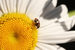 Anthrenus angustefasciatus