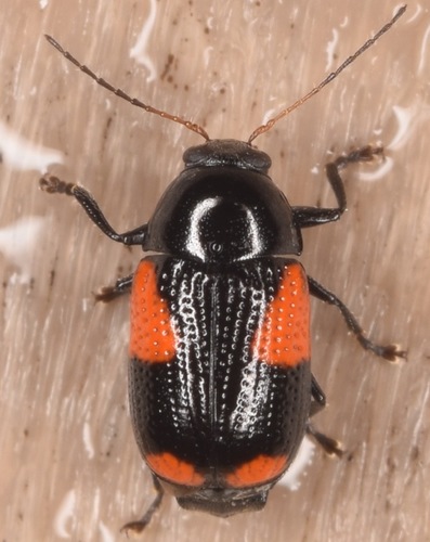 Black and Red Sumac Leaf Beetle photo 2