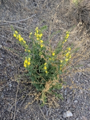 Linaria dalmatica dalmatica