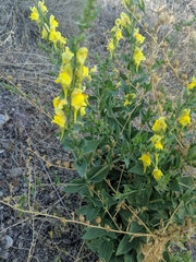 Linaria dalmatica dalmatica