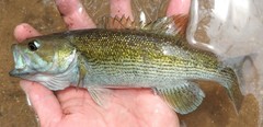 Micropterus warriorensis
