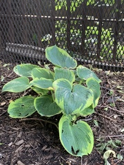 Hosta sieboldiana