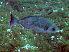Spondyliosoma cantharus