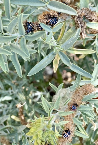 iNaturalist observation photo of Harlequin Bug