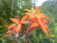 Epidendrum wrightii