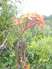 Epidendrum wrightii