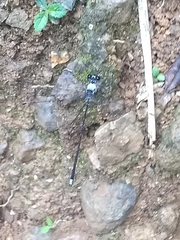 Hypolestes hatuey