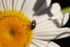 Anthrenus angustefasciatus